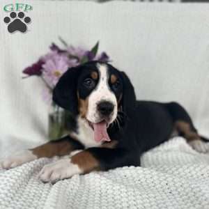 Teddy, Greater Swiss Mountain Dog Puppy